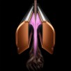 DYSON HT01 Airstrait sirgendaja, Ceramic pink/Rose gold